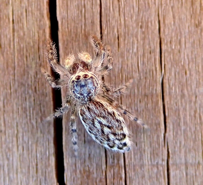 Pseudicius encarpatus - Villorba (TV)